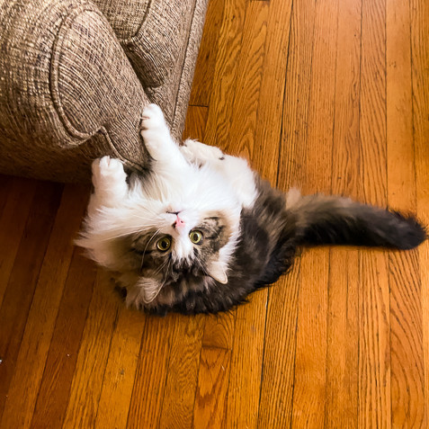 cats, funny cat names, funny cats, kittens, cat jokes