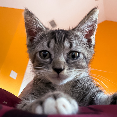 cats, funny cat names, funny cats, kittens, cat jokes