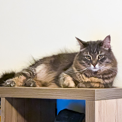 cats, funny cat names, funny cats, kittens, cat jokes