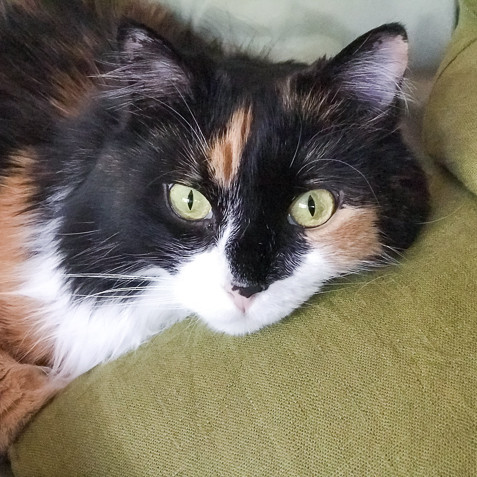 cats, funny cat names, funny cats, kittens, cat jokes