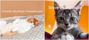 cats, funny cat names, cat name contest, nationwide, brave little toaster