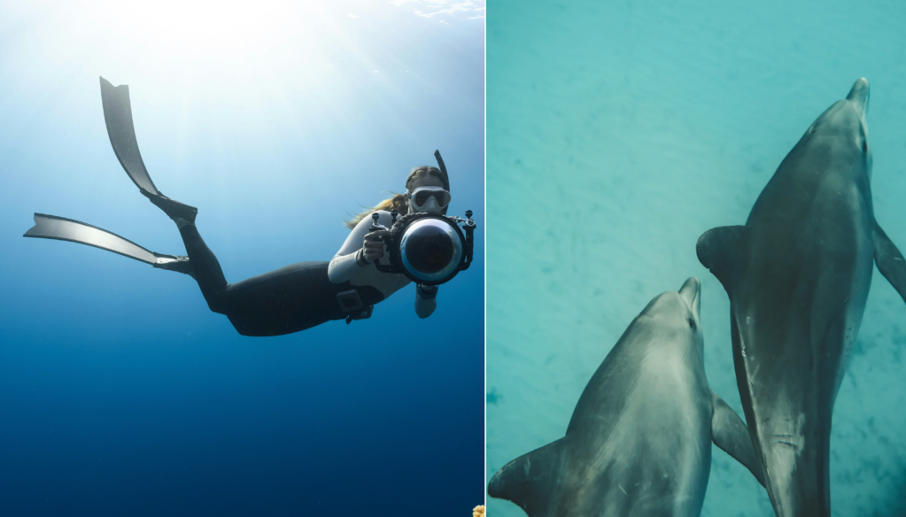 A pregnant diver jumped in to help a bleeding dolphin. The dolphin rolled over and held still.