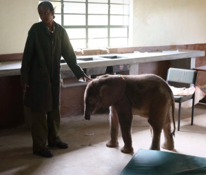 long'uro, elephant, elephant without trunk