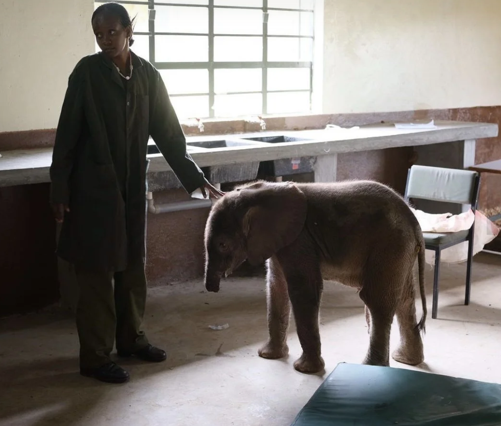 Long’uro, elephant without trunk, elephant