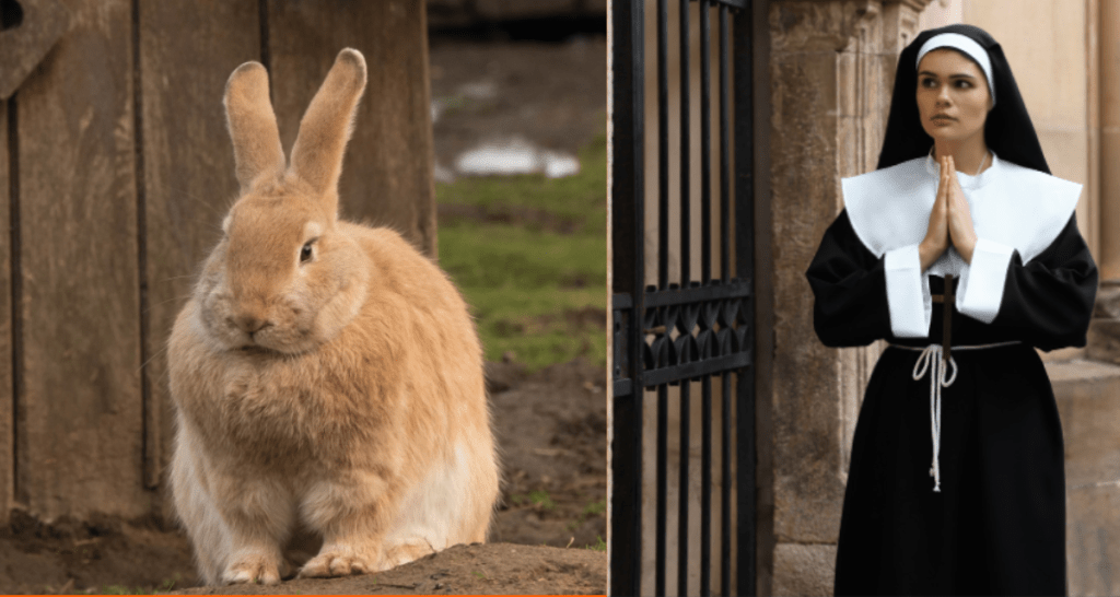 Spanish nuns are fighting to preserve a giant rabbit breed in danger of extinction