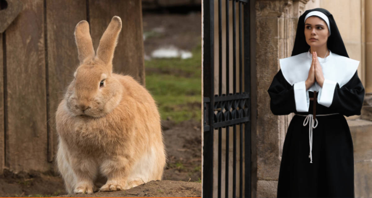 nun, nuns, convent, giant rabbit, giant rabbits,