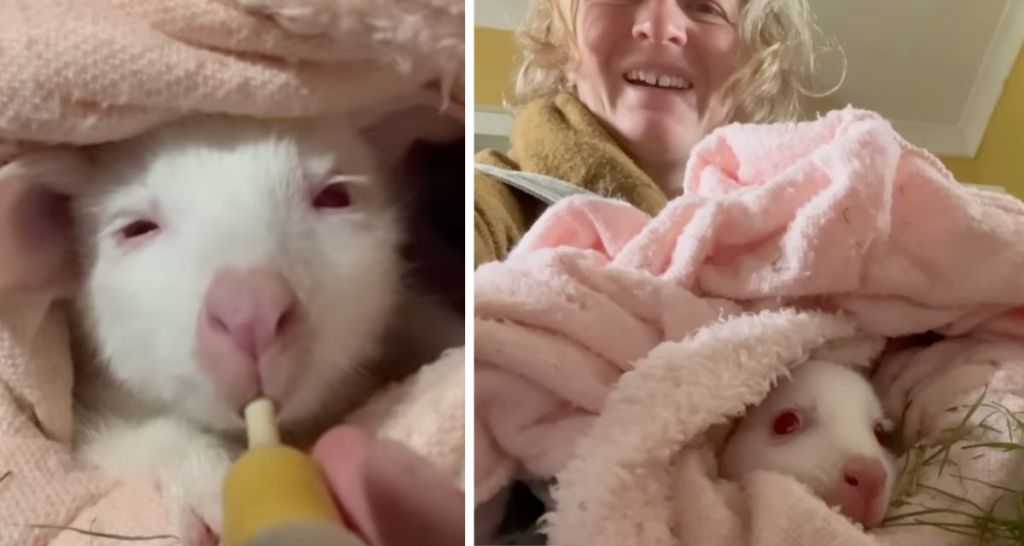 A wallaby lost her mother. So this woman carried her in a pouch for a year.