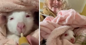 wallaby, animal rescue, animals