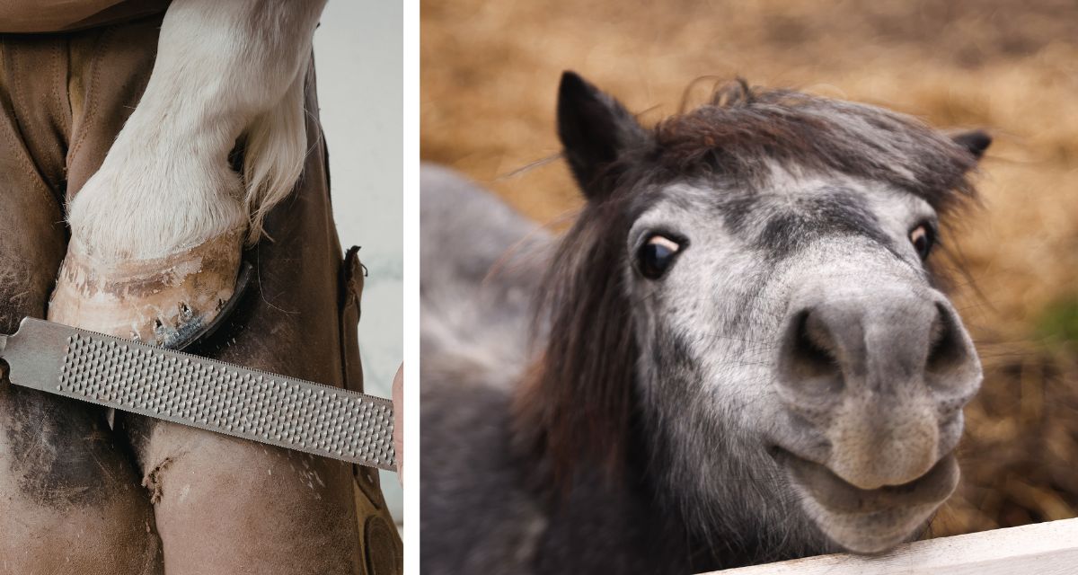 hoof trimming, horses, animals