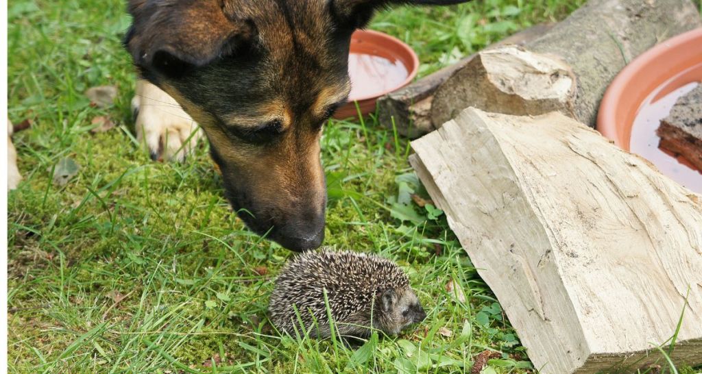 dog sniffari, dog birthday party, dogs