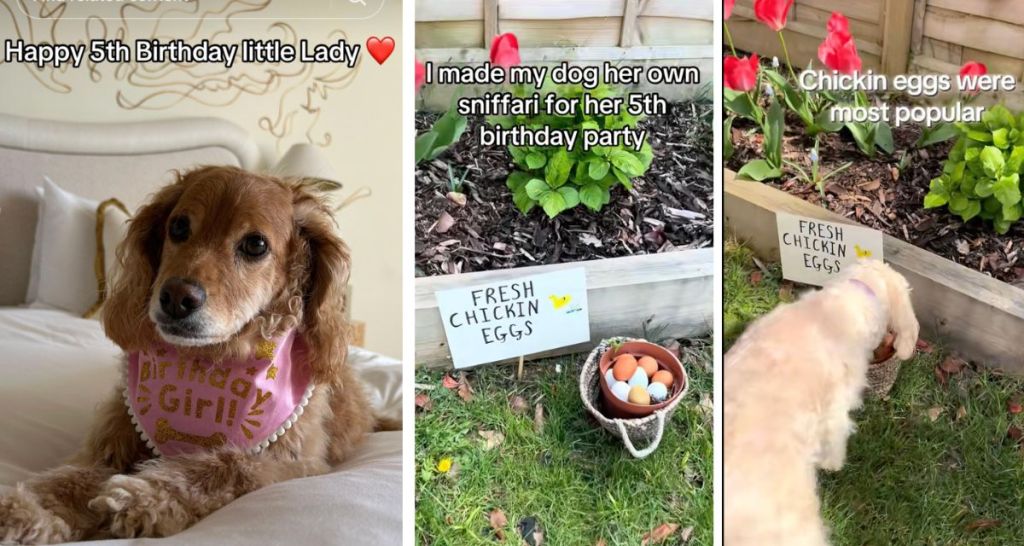 Dog celebrates 5th birthday by going on an adorable ‘sniffari’