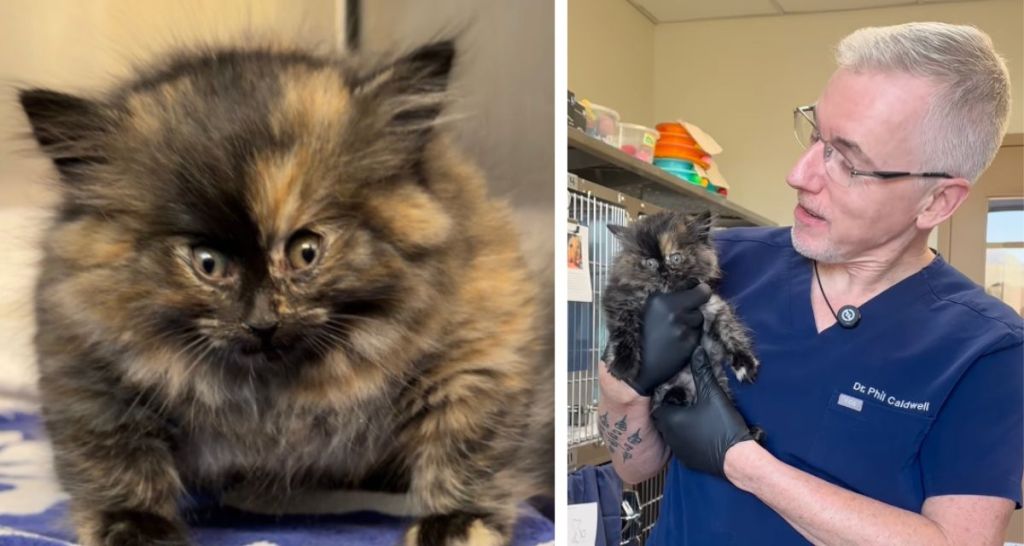 ‘I’ve never seen this before.’ Vet saves ‘inflated’ kitten with bizarre balloon-like condition