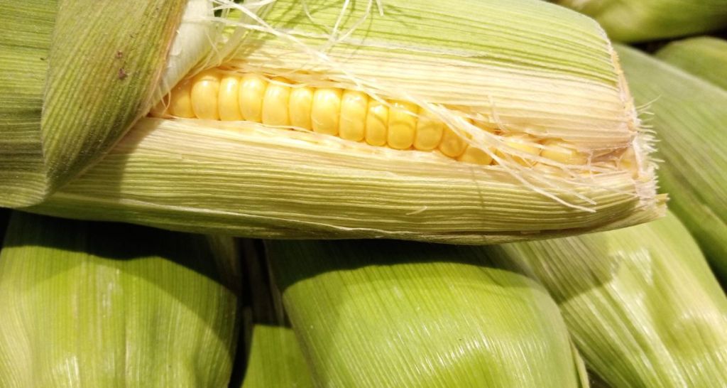 grandma, corn on cob, corn husk, generations, culture and humanity