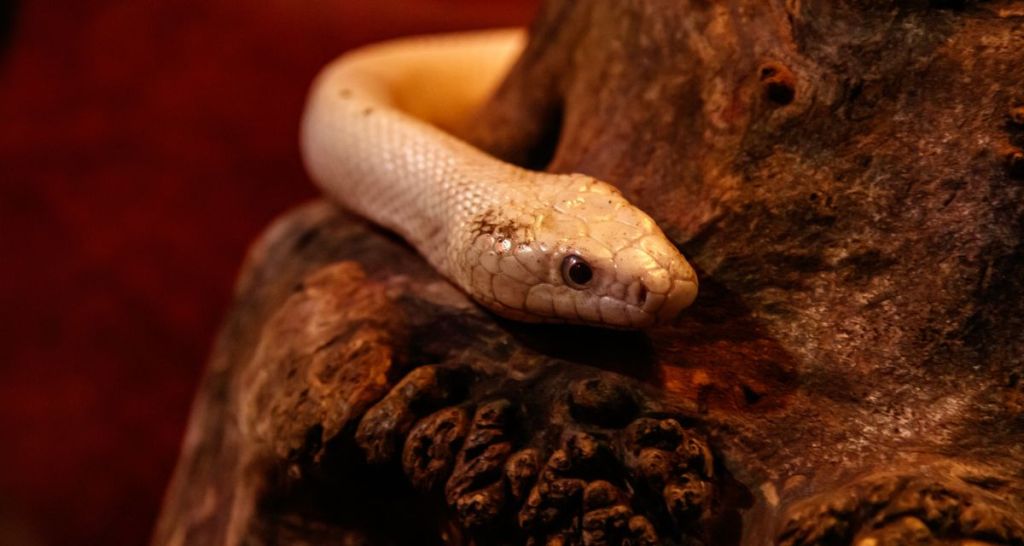 Texas rat snake, reptiles, tofu, Markiplier, science