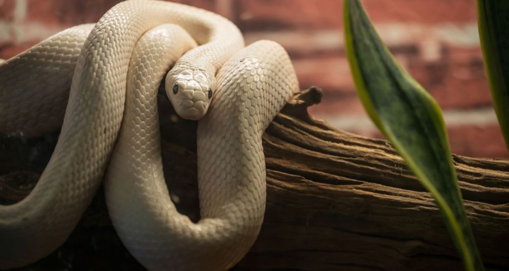 Texas rat snake, reptiles, tofu, Markiplier, science