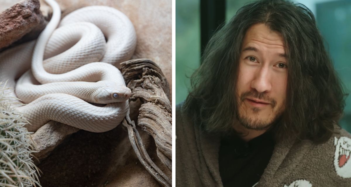 Texas rat snake, reptiles, tofu, Markiplier, science