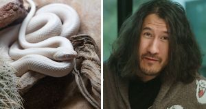 Texas rat snake, reptiles, tofu, Markiplier, science