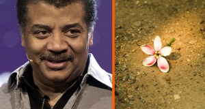 Neil deGrasse Tyson, cremation, flower, death, atoms
