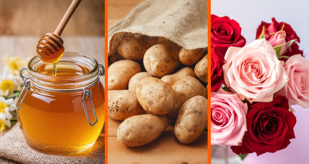 Couple uses a potato and honey to turn grocery store rose into a garden