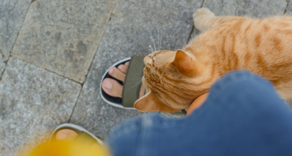 cat, cat behavior, leg rubs
