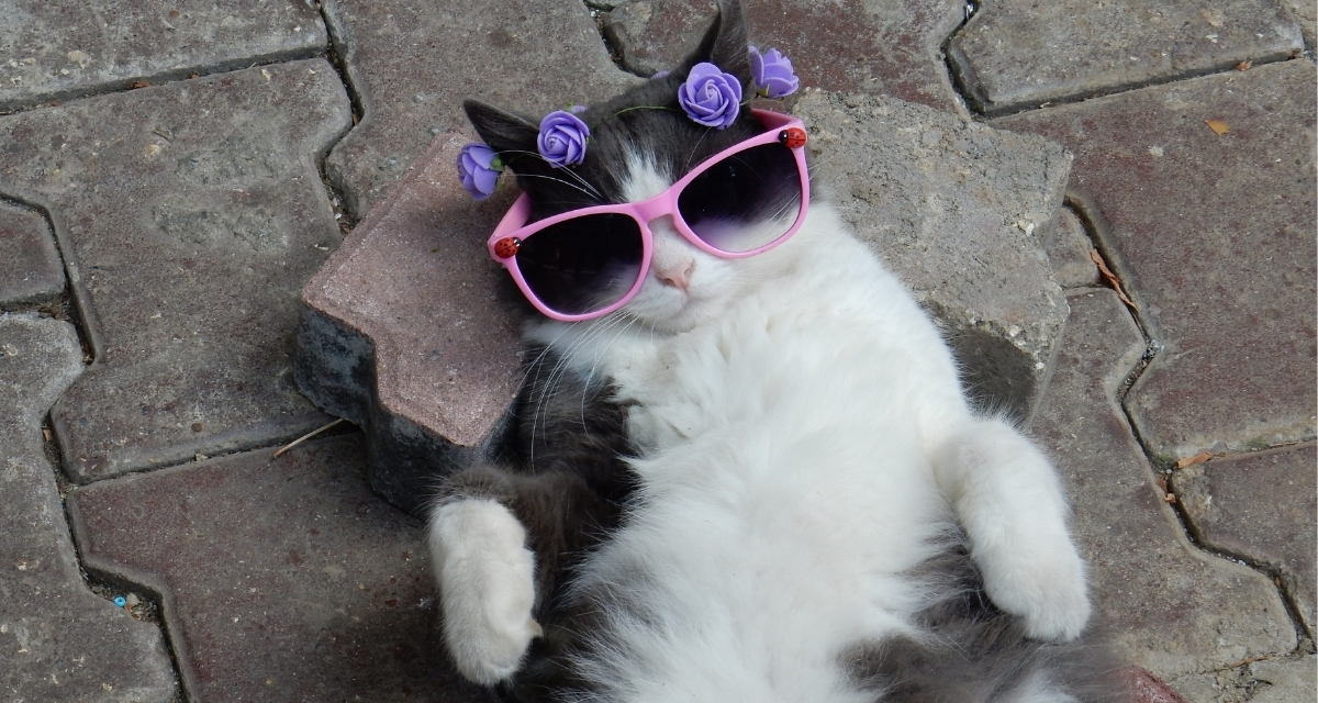 cat, quirky cat, silly cats, funny cats