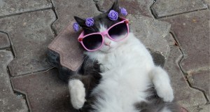 cat, quirky cat, silly cats, funny cats