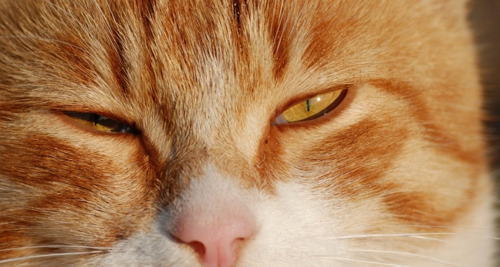 cat, blinking, cat behavior