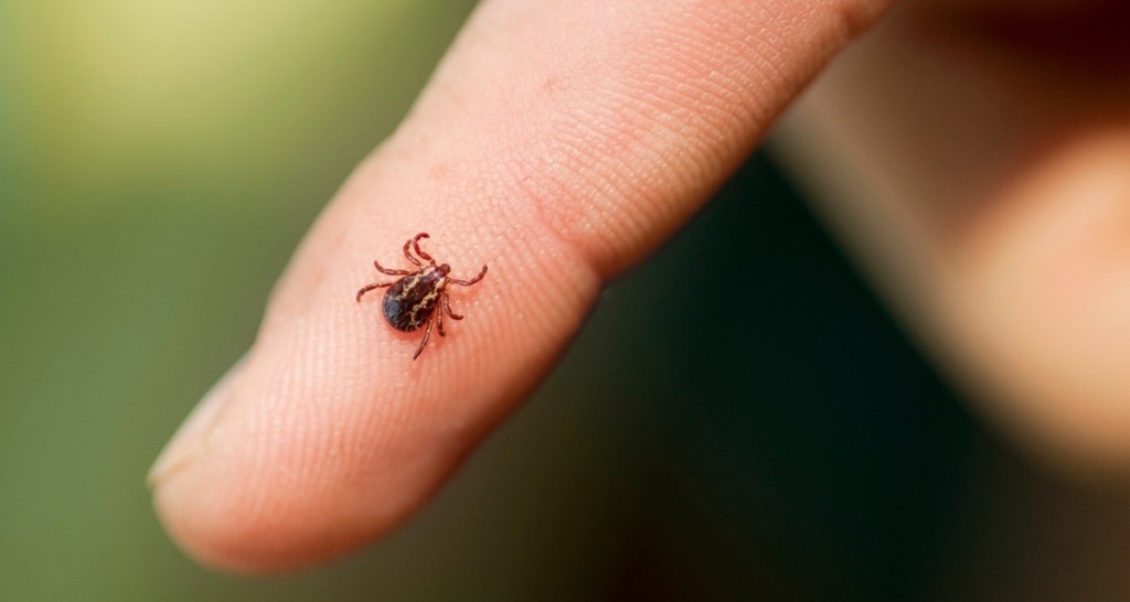 tick, wood tick, tick removal