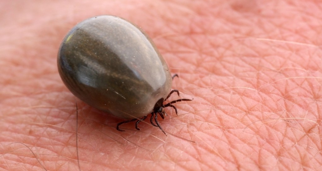 tick, engorged tick, tick bite