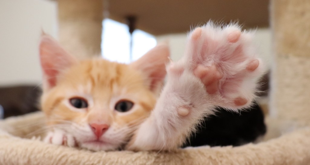 cat, orange kitten, cat high five