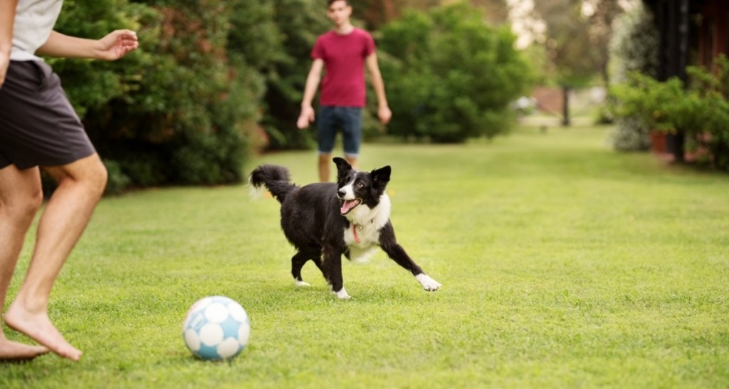 dog, play, high energy
