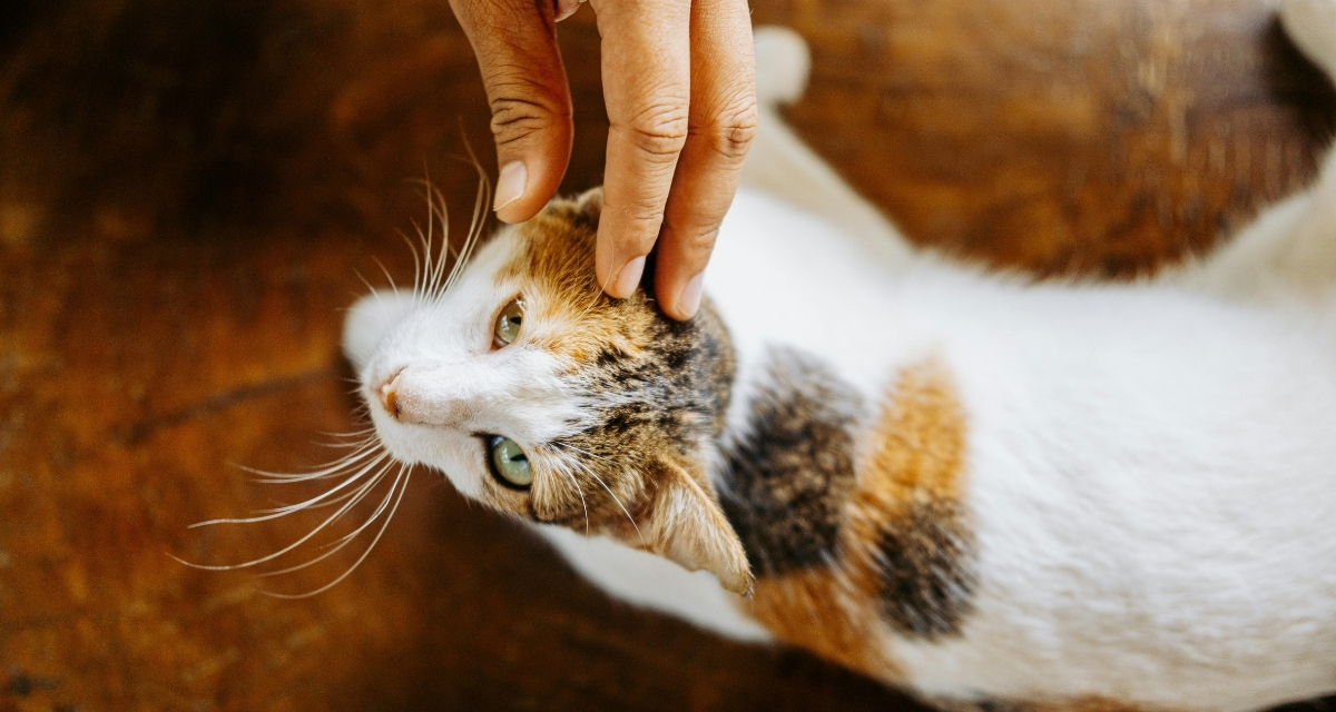 cat, cats, cat behavior