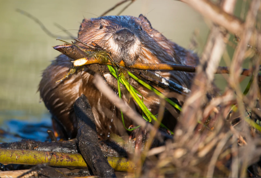 California brought back beavers for the first time in 70 years, and the results are already amazing