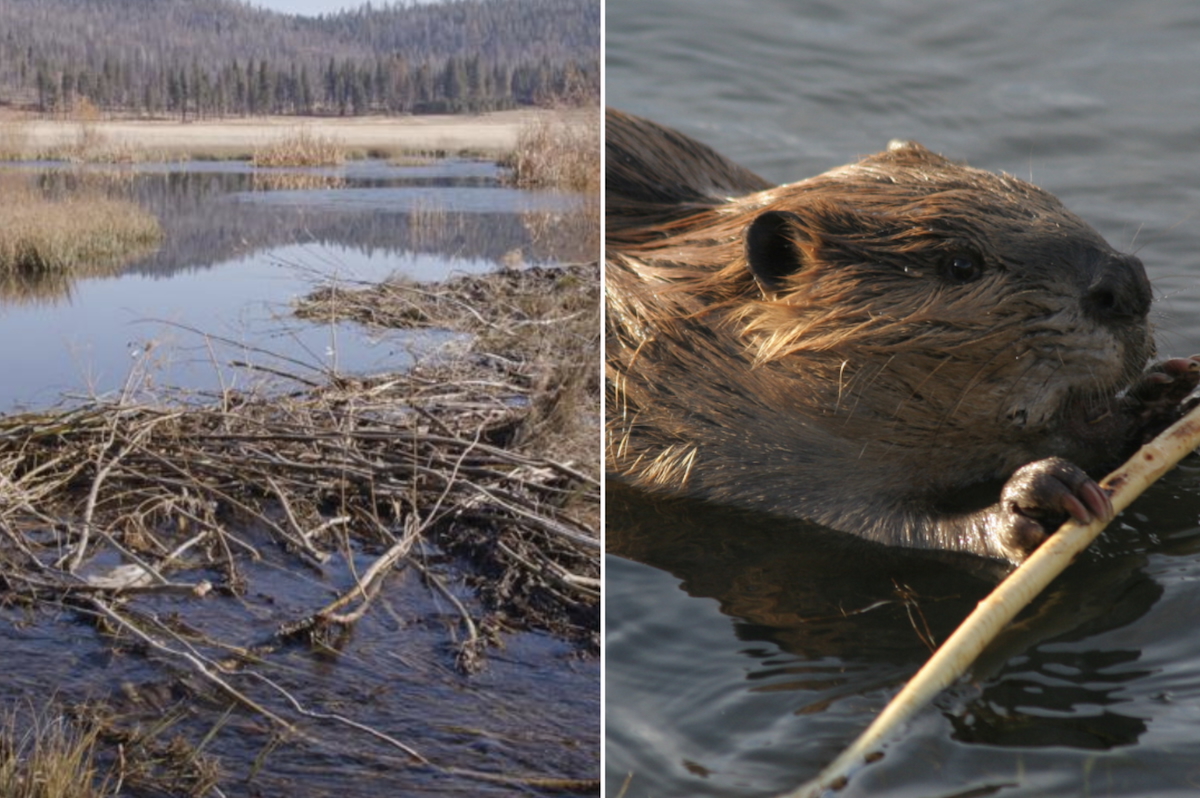 California brought back beavers for the first time in 70 years, and the results are already amazing