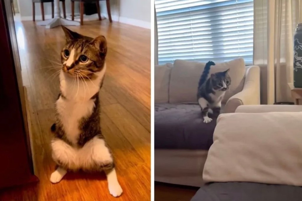 Kitten named Duck learns to run on two legs and she looks like an adorable velociraptor