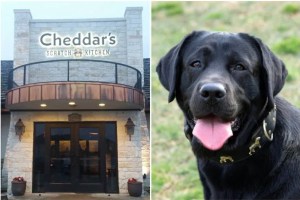 dogs, pets, Cheddar's, steak, last meals