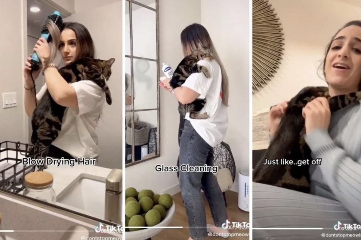 This couple has the clingiest cat on Earth and people can't get enough ...
