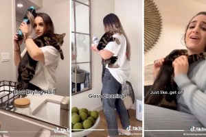 woman, cat, couple, pet owners, clingy cat