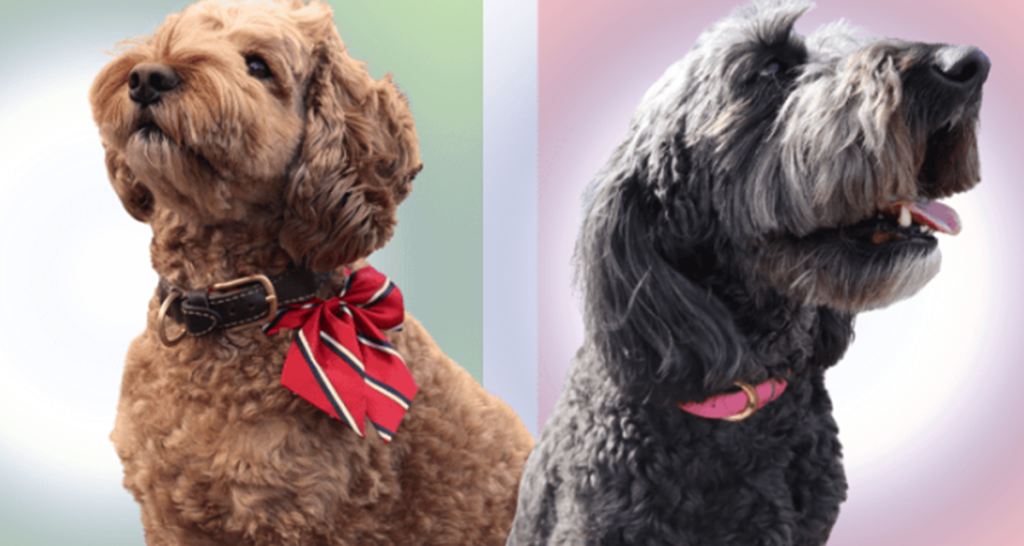 gus, koko, dog mayor, kitimat, canadian mayor, politics