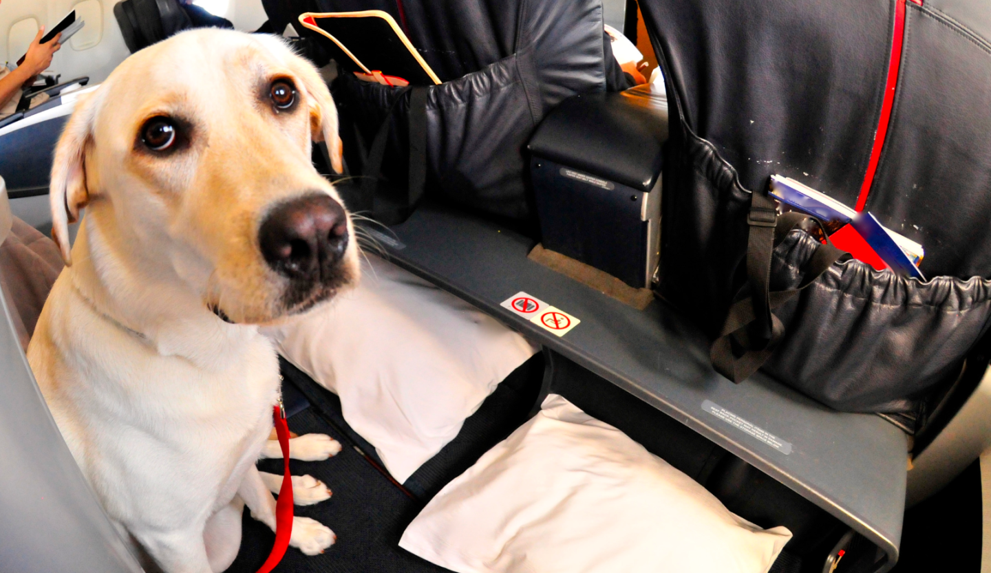 service dogs, medical alert dogs, heart health, animals, health