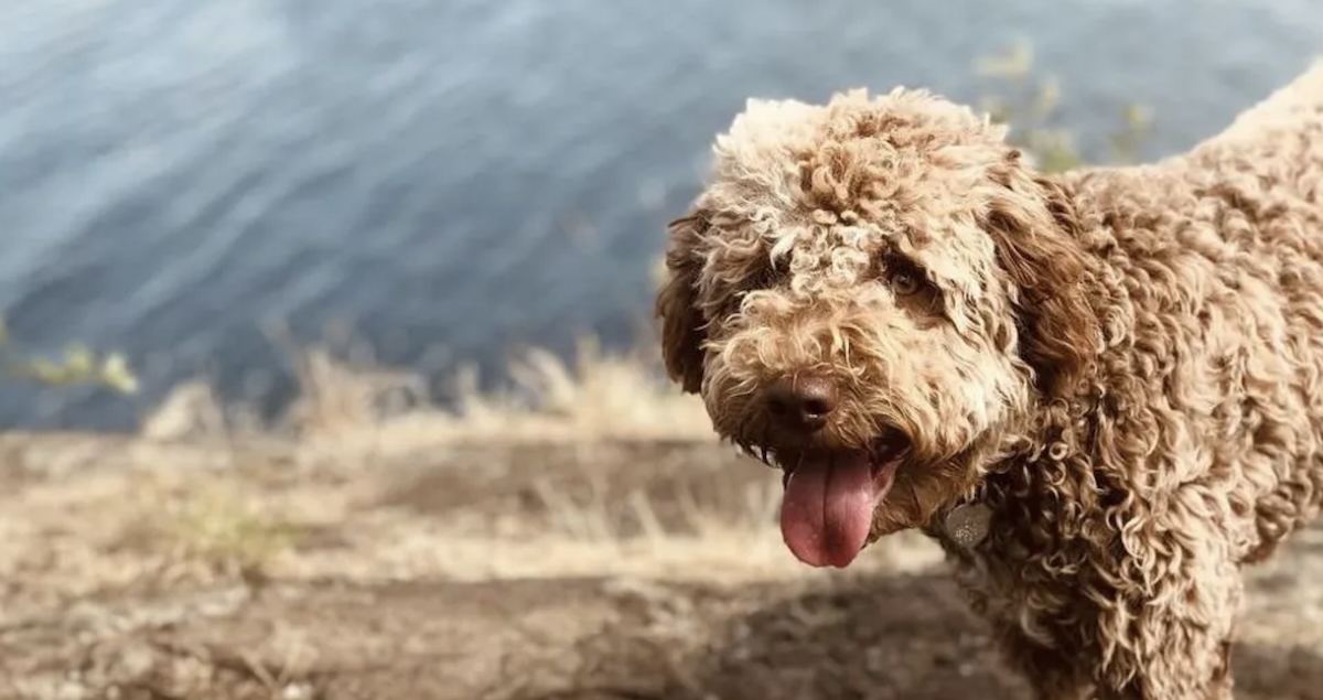 puppy, new dog, dog, gold, coins, treasure