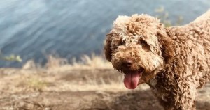 puppy, new dog, dog, gold, coins, treasure