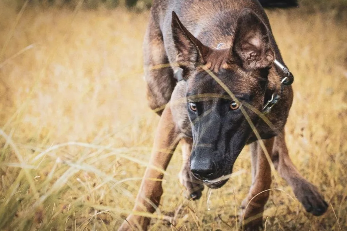 dogs, smartest dog breed, smart dogs, belgian shepherd, belgian malinois