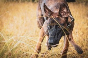 dogs, smartest dog breed, smart dogs, belgian shepherd, belgian malinois