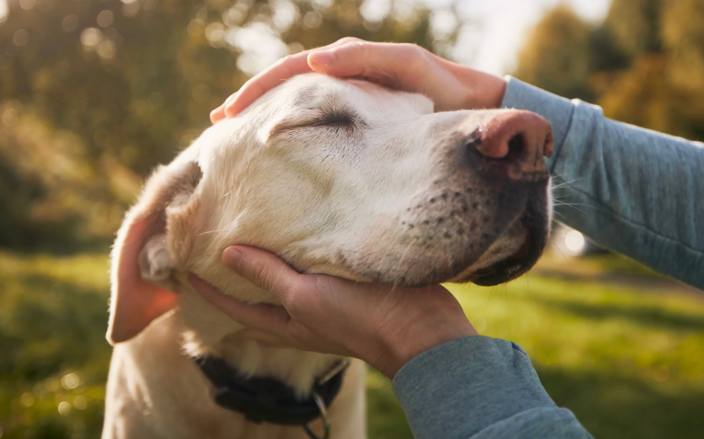 dogs, pets, animal memory, reunion, divorce