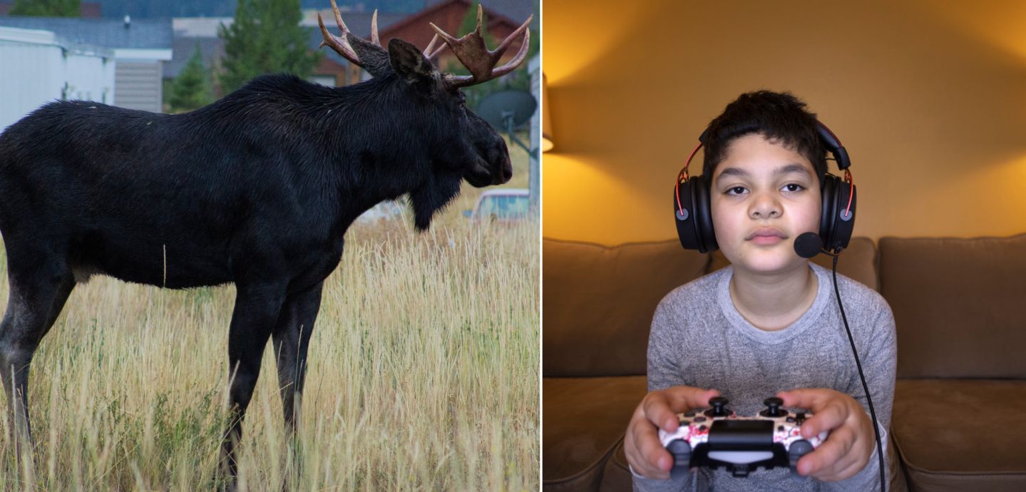video games, moose, Norway, World of Warcraft, survival