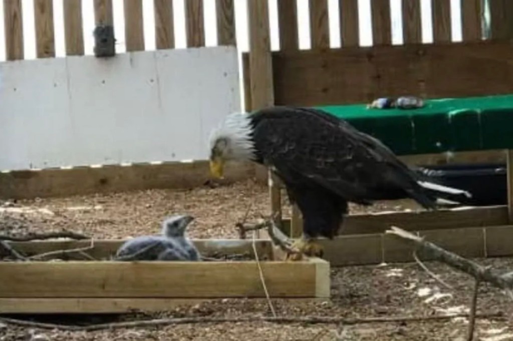 An old male bald eagle who adopted a rock as an egg finally got his own real foster baby