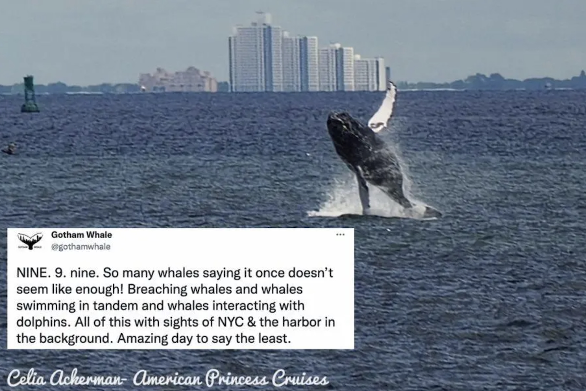 New York City was visited by nine different whales in one day and the photos are incredible