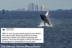 whales, new york, new york city, nyc, oceans, whale