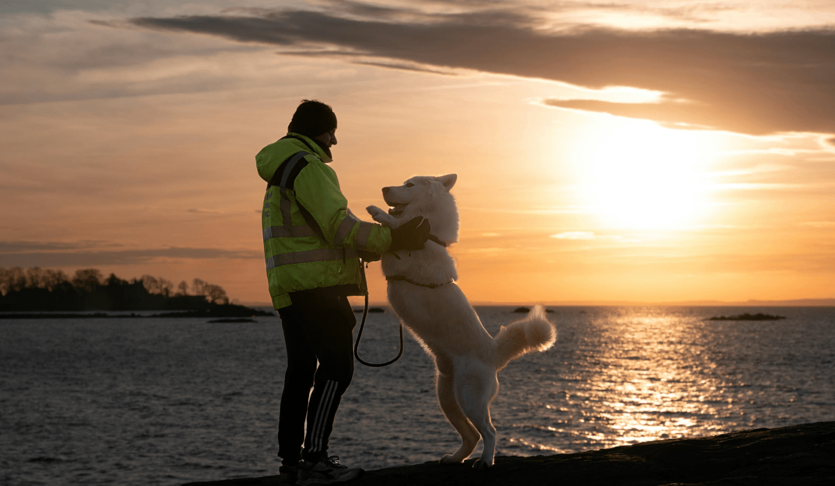 dogs, pets, animal memory, reunion, divorce